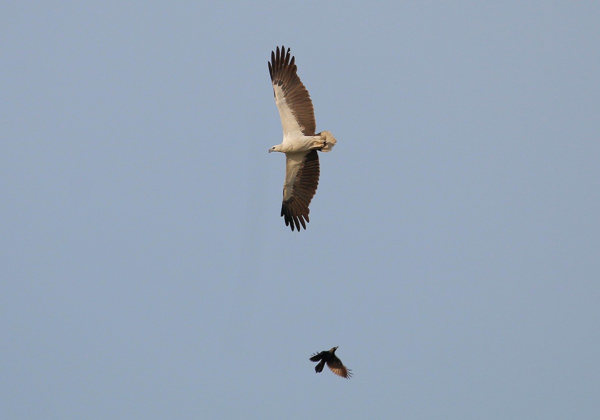 White-bellied Sea-Eagle - Neoh Hor Kee