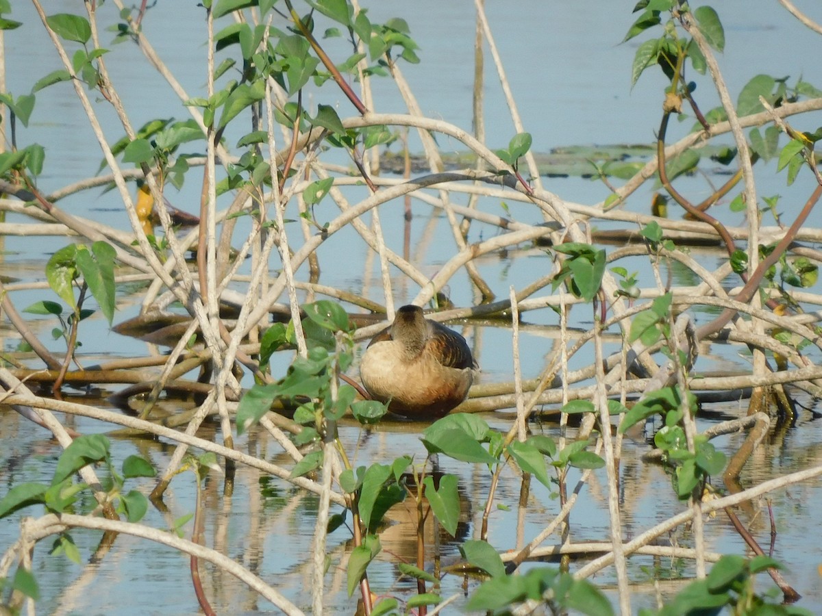 Lesser Whistling-Duck - Shilpa Gadgil