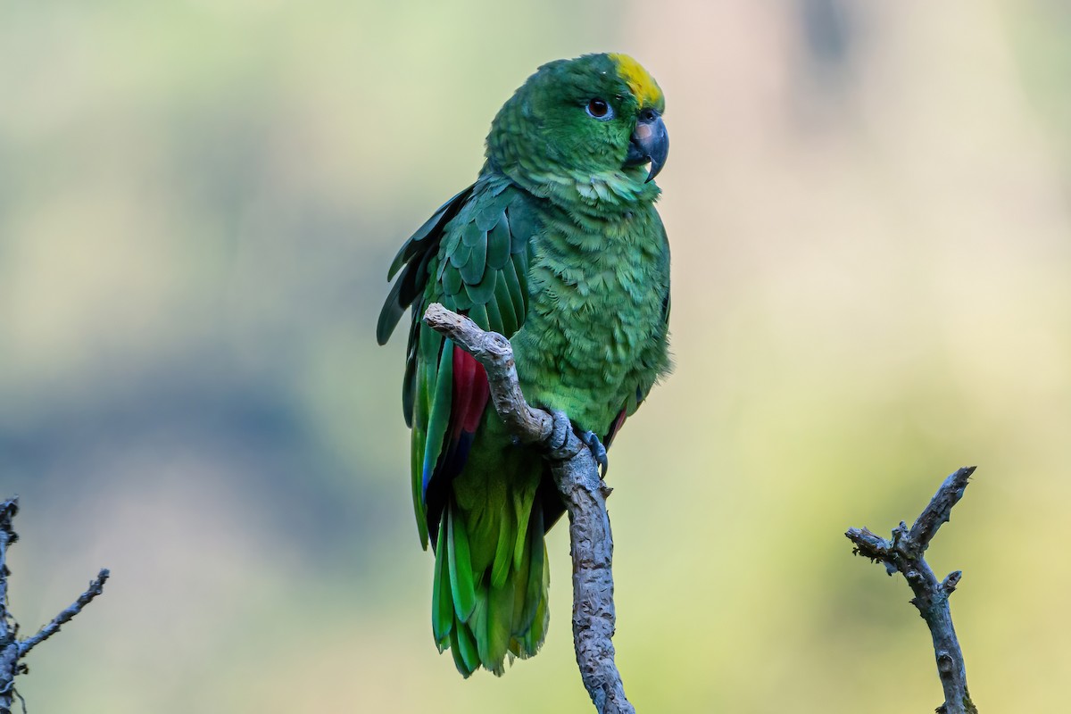 Yellow-crowned Parrot - ML535733541