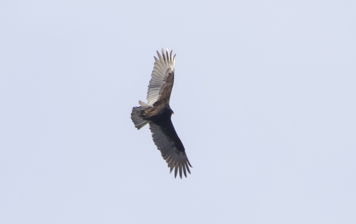 Turkey Vulture - ML535734501