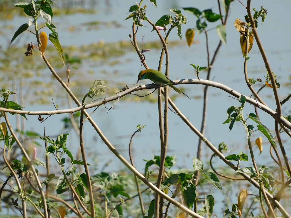 Asian Green Bee-eater - ML535734841