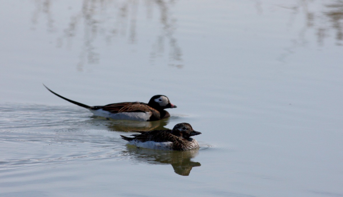 Long-tailed Duck - Jay McGowan