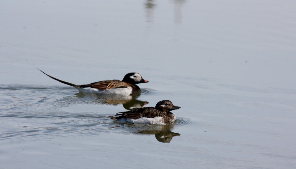 Long-tailed Duck - ML53573721
