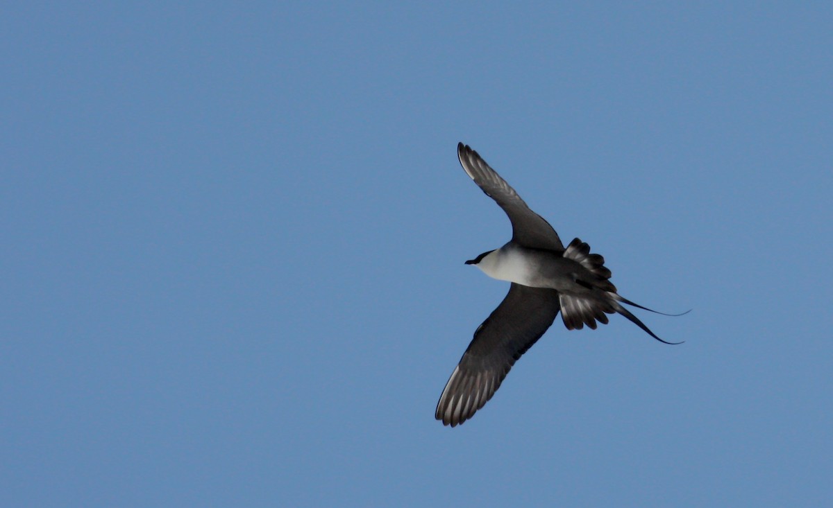 Long-tailed Jaeger - ML53573981