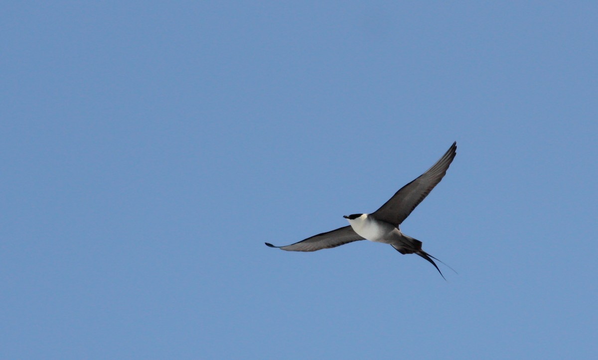 Long-tailed Jaeger - ML53573991