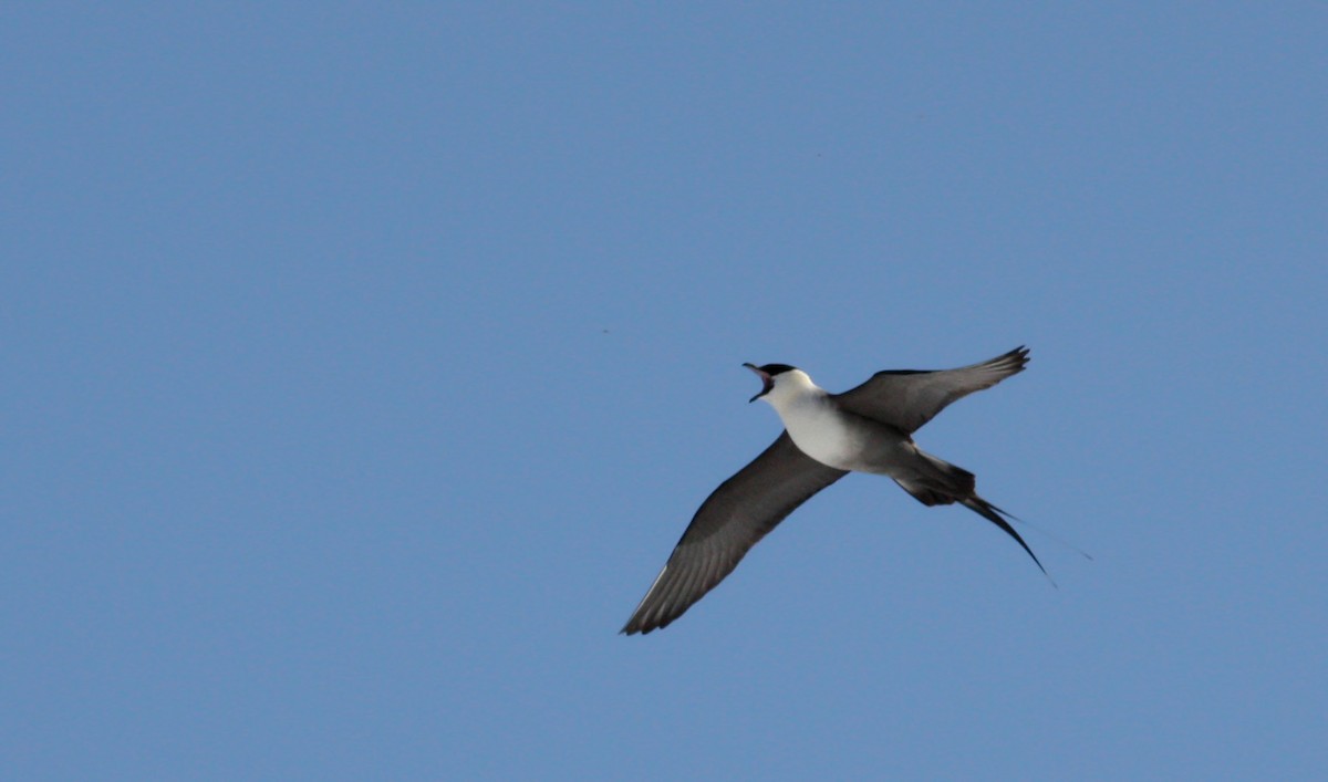 Long-tailed Jaeger - ML53574001
