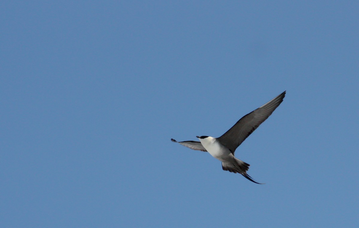 Long-tailed Jaeger - ML53574011