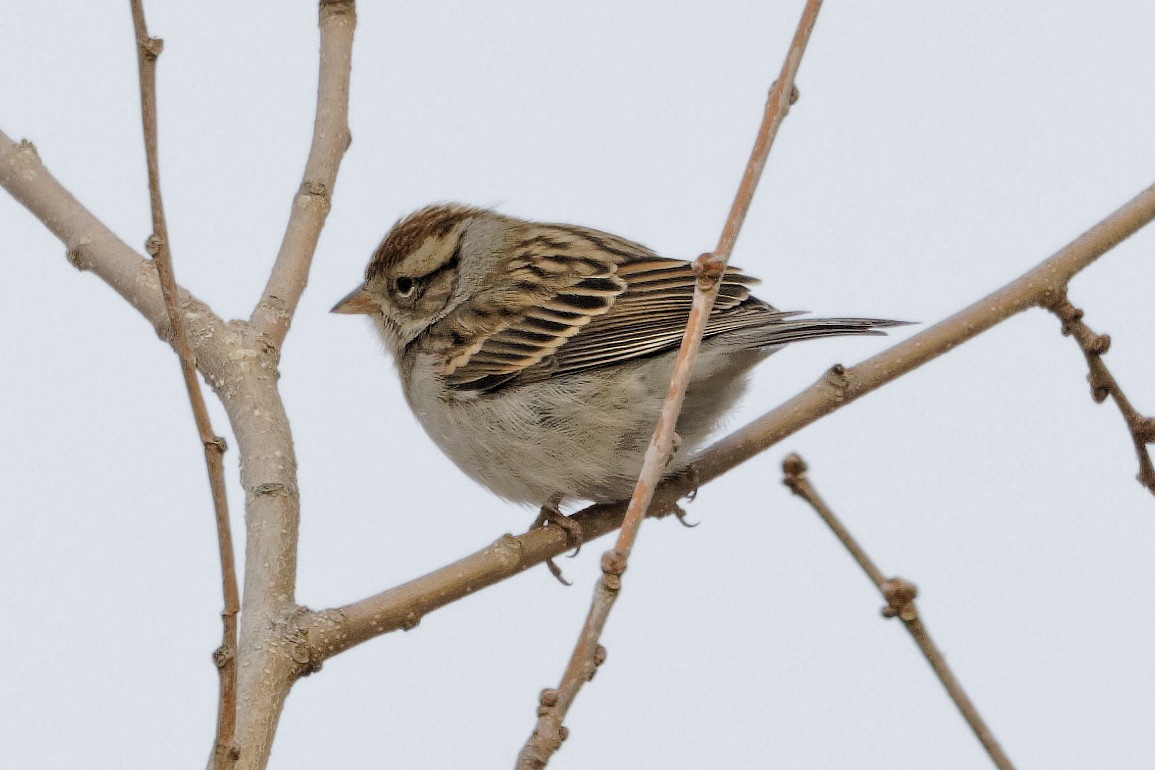 eBird Checklist - 16 Feb 2023 - Housenick Memorial Park/Archibald ...