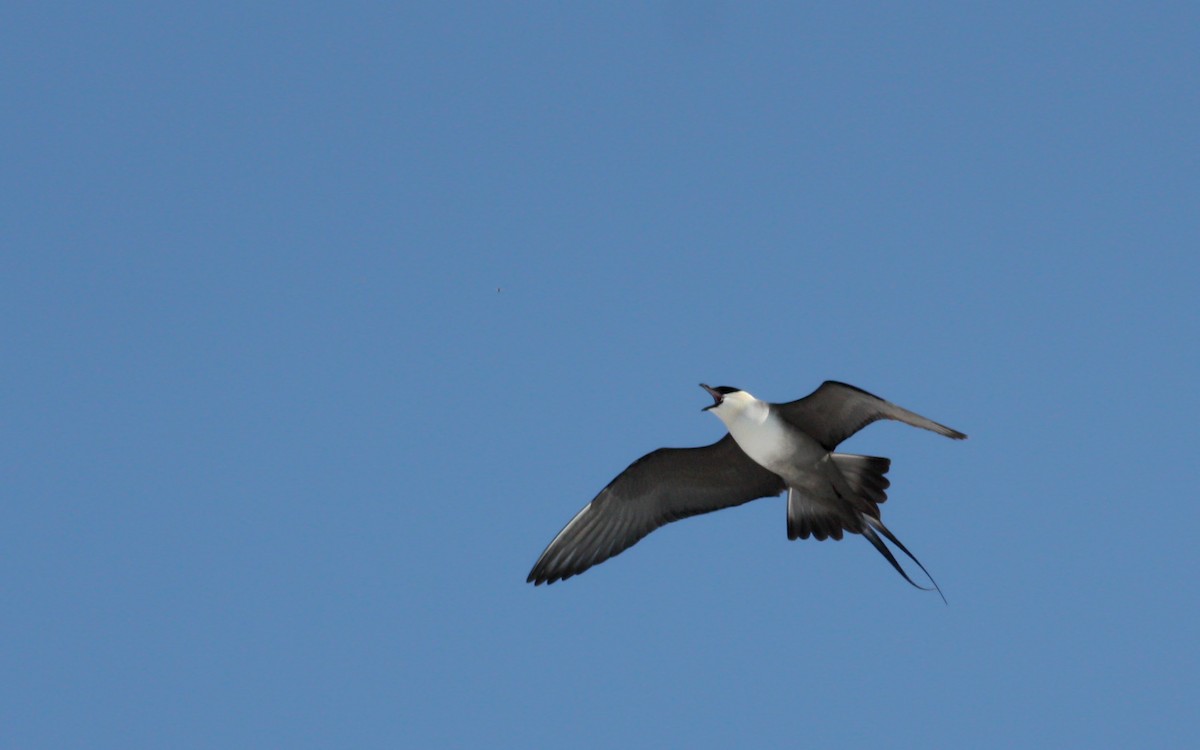 Long-tailed Jaeger - ML53574031