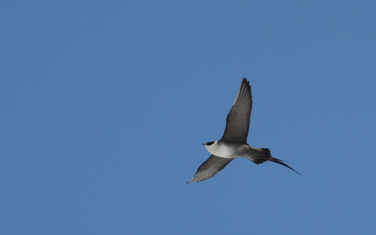 Long-tailed Jaeger - ML53574041