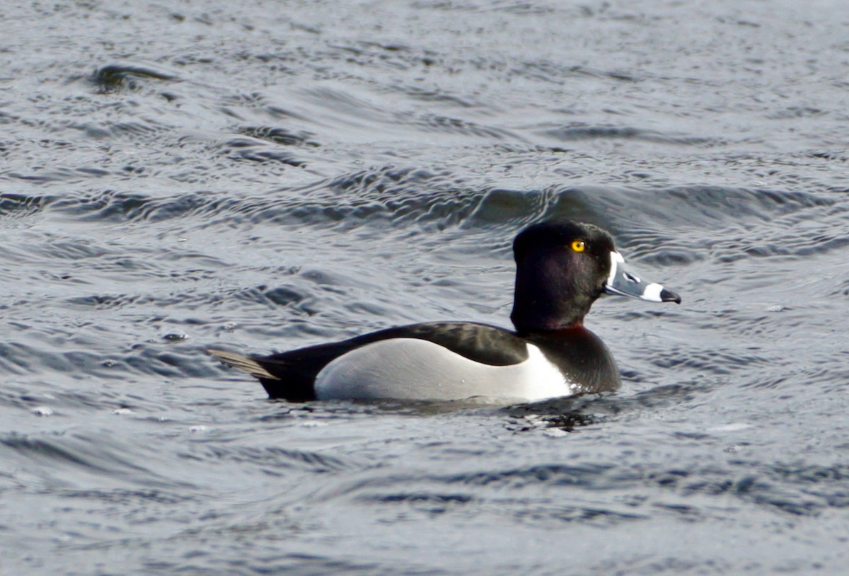 Ring-necked Duck - ML535744891