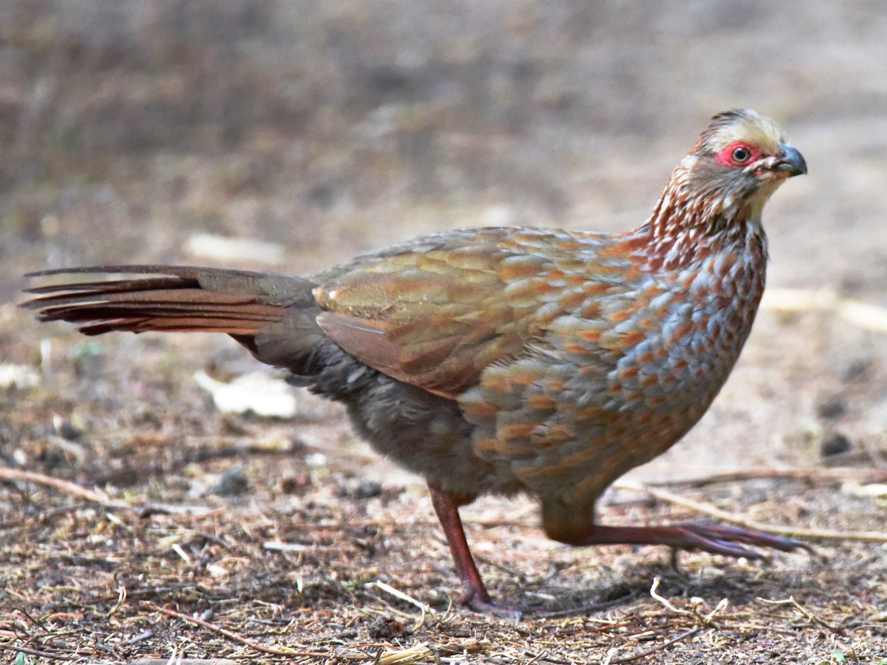 Buffy-crowned Wood-Partridge - Curtis McCamy