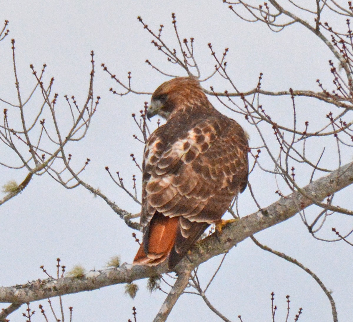 Red-tailed Hawk - ML535747461