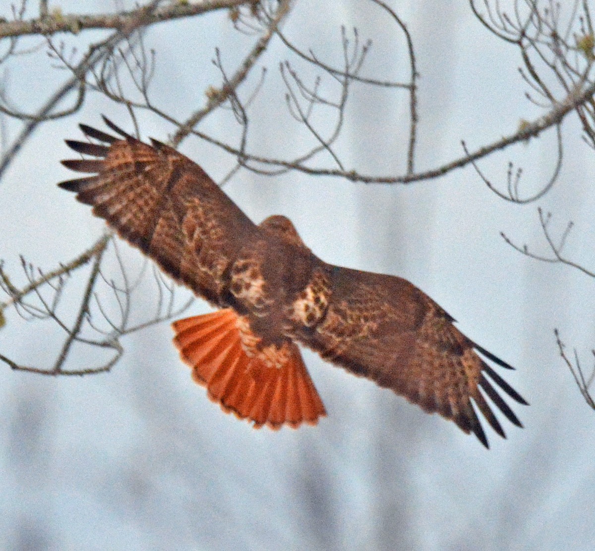 Red-tailed Hawk - ML535747481