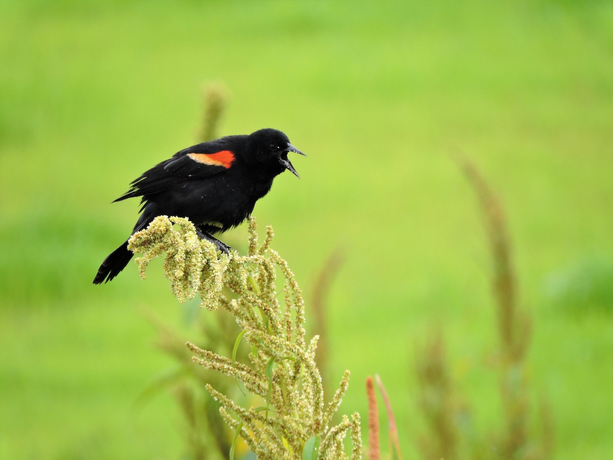 Red-winged Blackbird - ML53575531