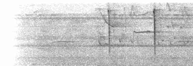  - Fiery-tailed Awlbill