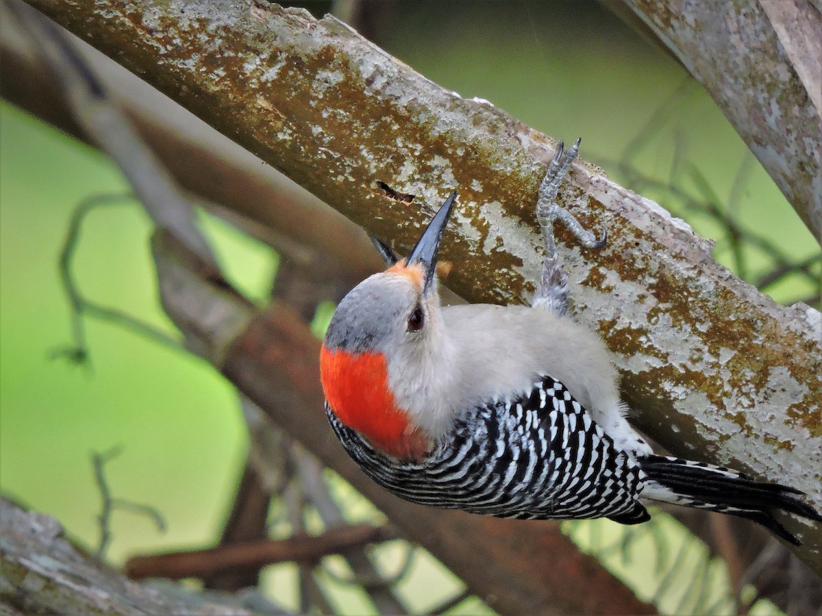 Red-bellied Woodpecker - S. K.  Jones