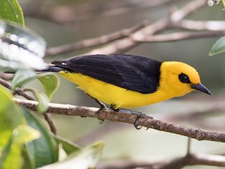 Black-and-yellow Tanager - Chrysothlypis chrysomelas - Birds of the World