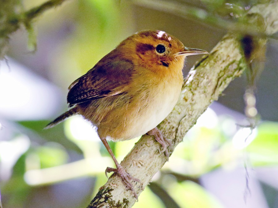 Ochraceous Wren - eBird