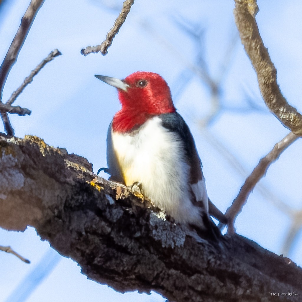 Red-headed Woodpecker - ML535760731