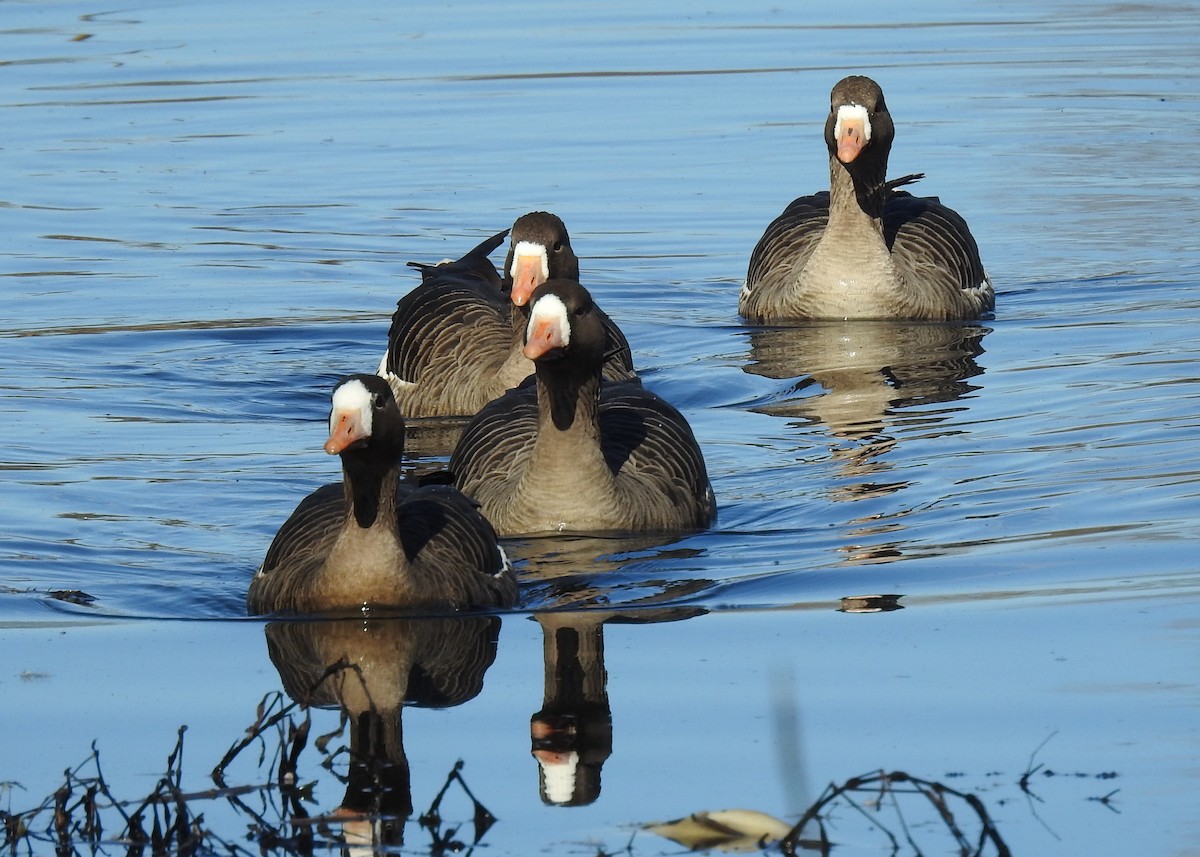 Greater White-fronted Goose - ML535762971