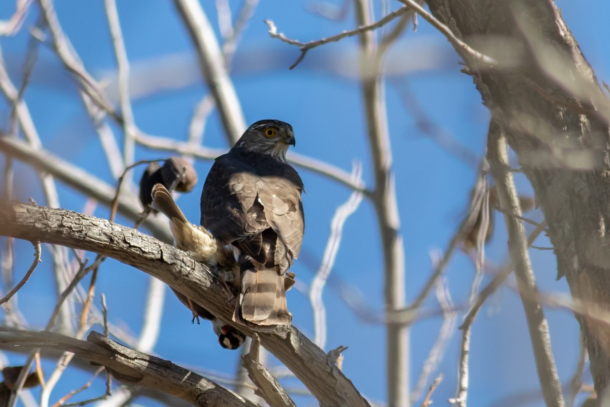 Wisconsin eBird Checklist - 10 Feb 2023 - Santa Cruz Flats--Picacho Hwy ...