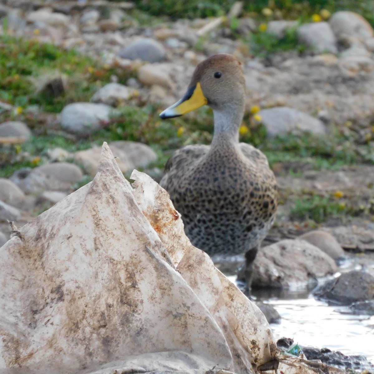 Yellow-billed Pintail - Diego Cueva