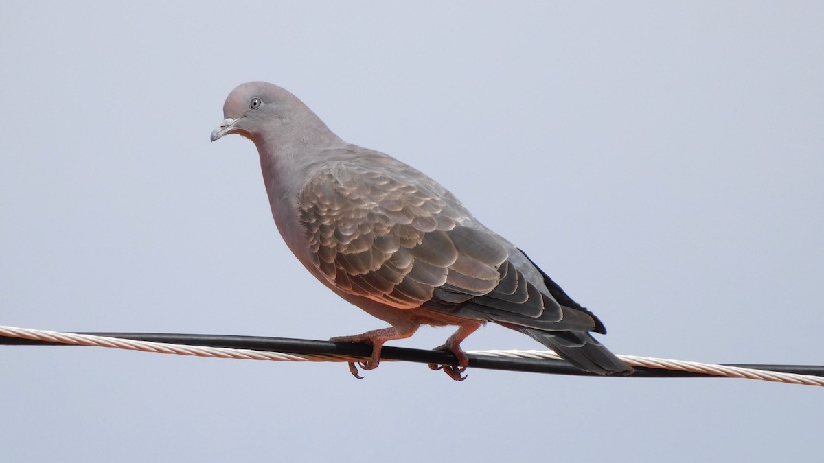 Spot-winged Pigeon - ML535768141