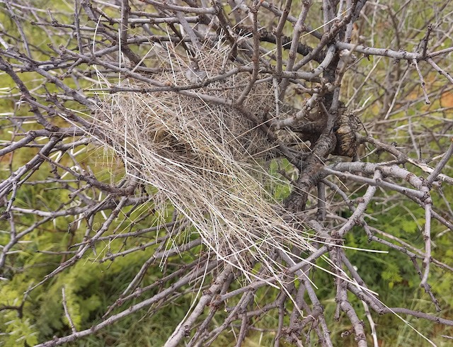Example of breeding nest. - Scaly Weaver - 