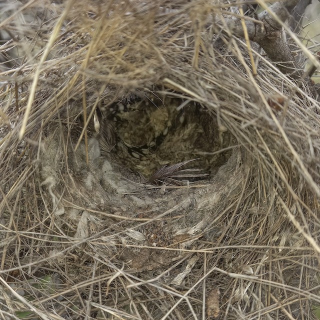 Example of breeding nest. - Scaly Weaver - 