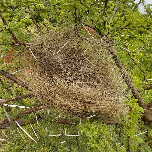 Example of roosting nest. - Scaly Weaver - 