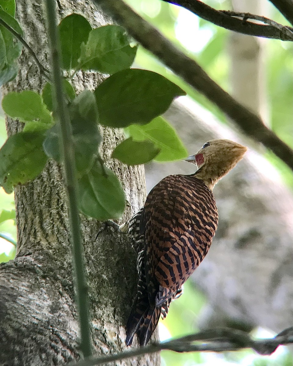 Ringed Woodpecker (Atlantic Black-breasted) - ML535772971