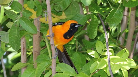 Hooded Oriole - eBird