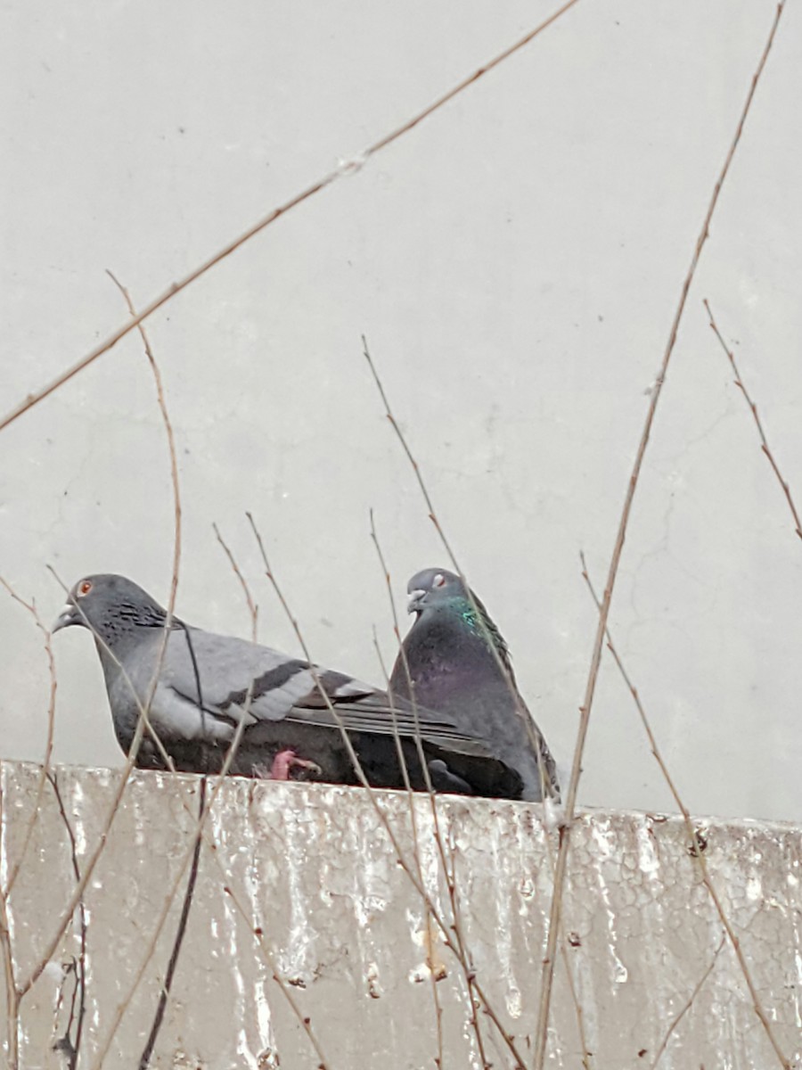 Pigeon biset (forme domestique) - ML535777731