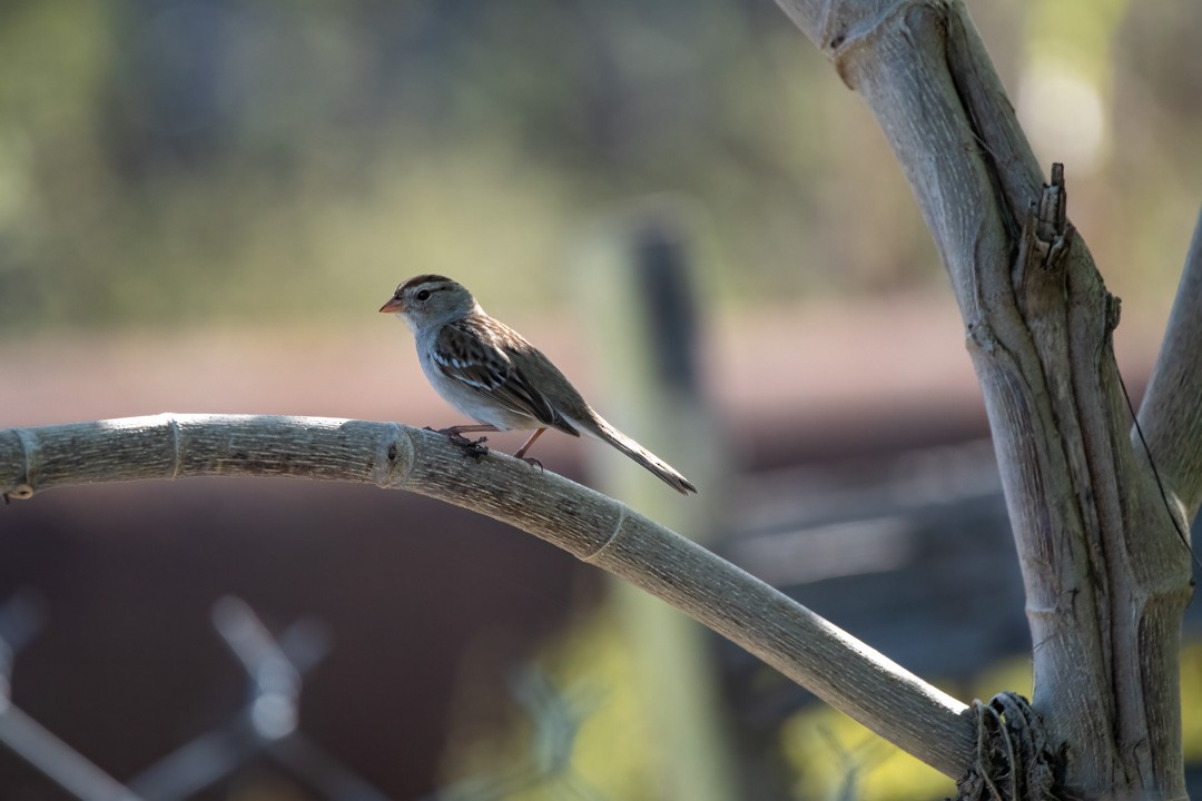 White-crowned Sparrow - ML535784411