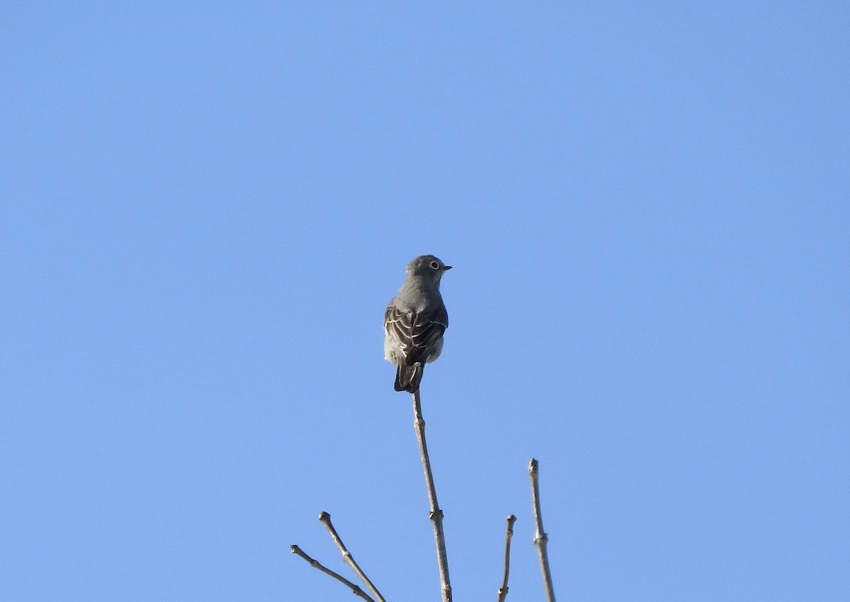 Townsend's Solitaire - ML535785161