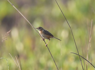  - Dambo Cisticola