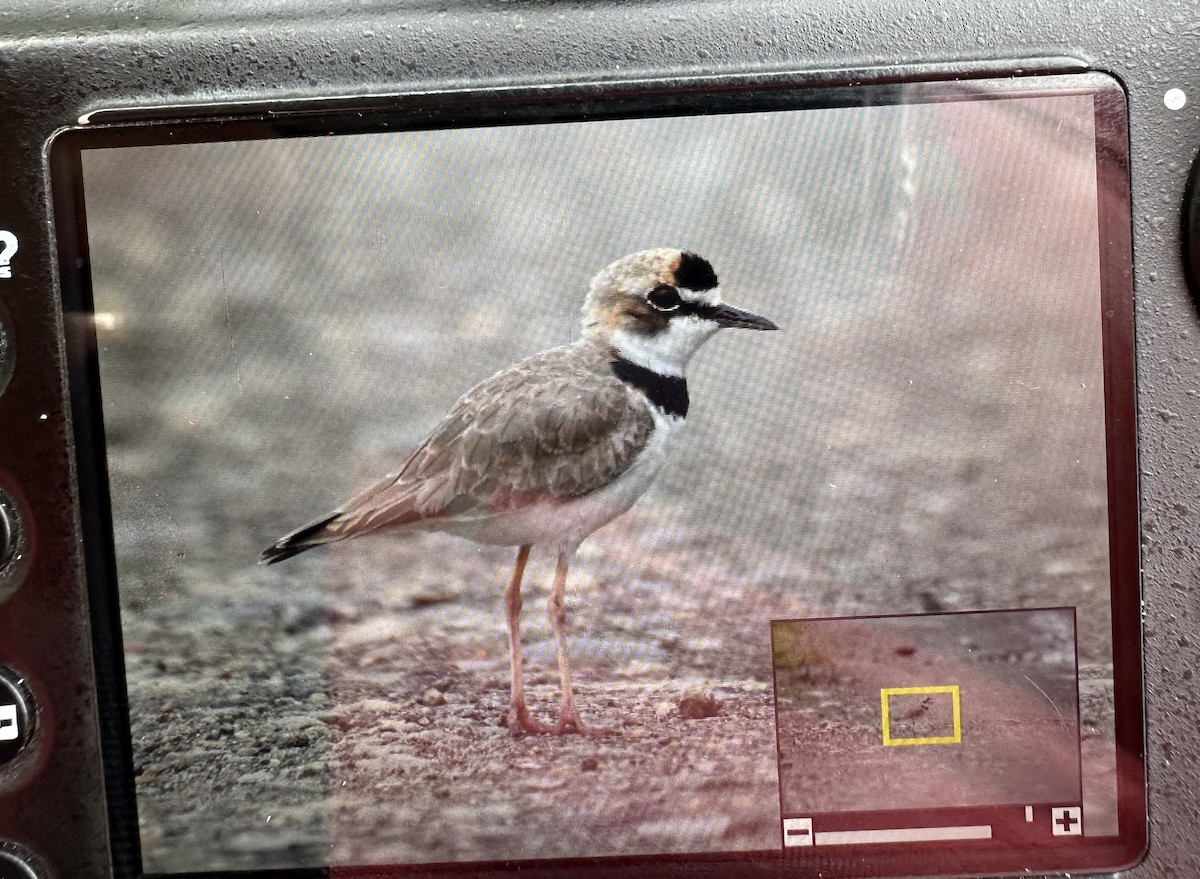 Collared Plover - ML535795751