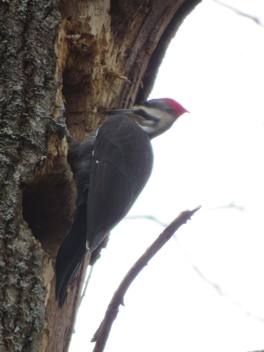Pileated Woodpecker - ML535796351