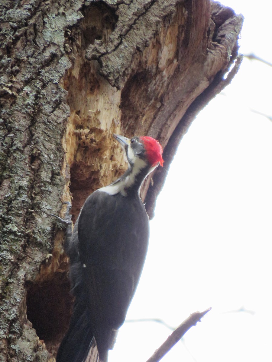 Pileated Woodpecker - ML535796361