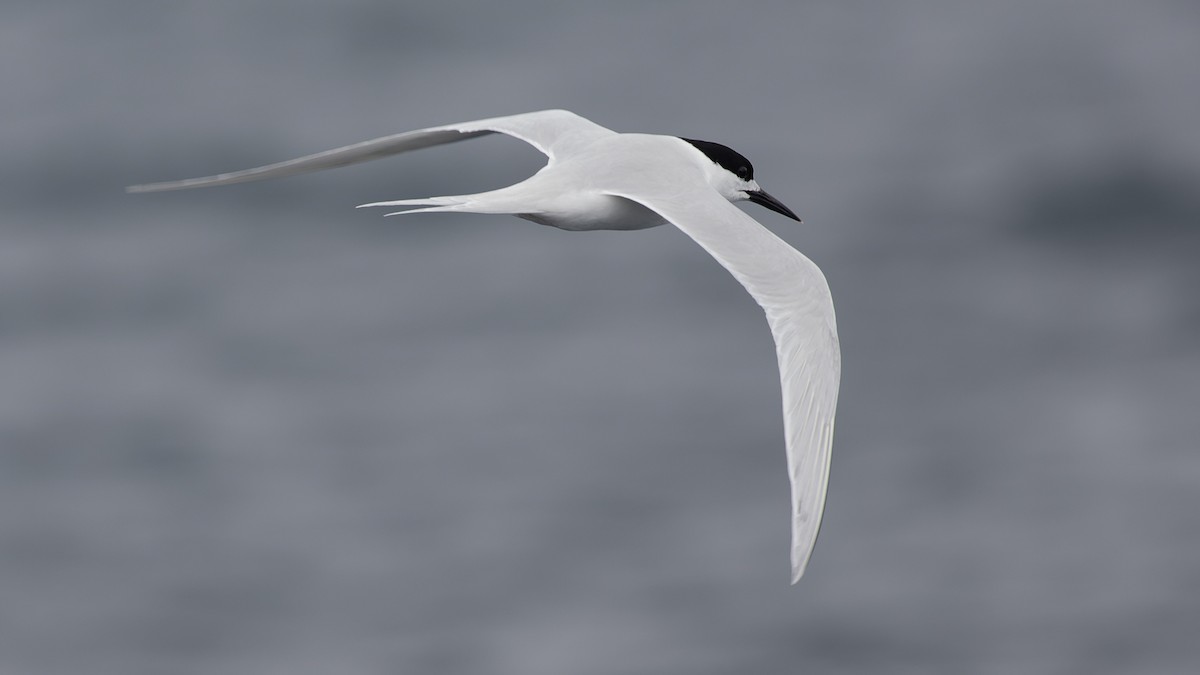 White-fronted Tern - ML535799031