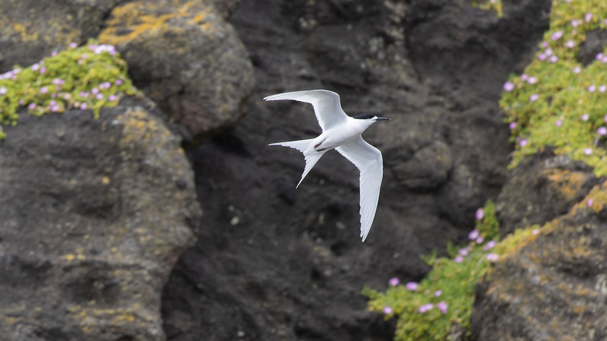 White-fronted Tern - David Newell