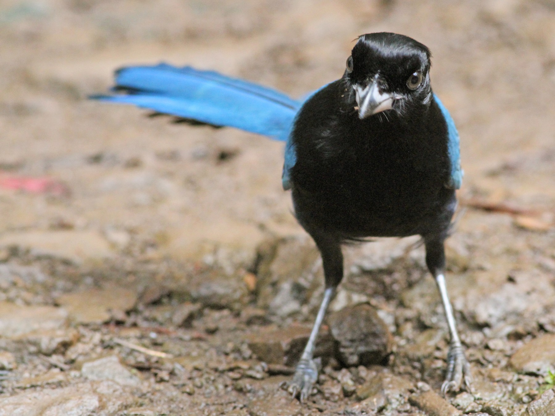 Bushy-crested Jay - Georges Duriaux