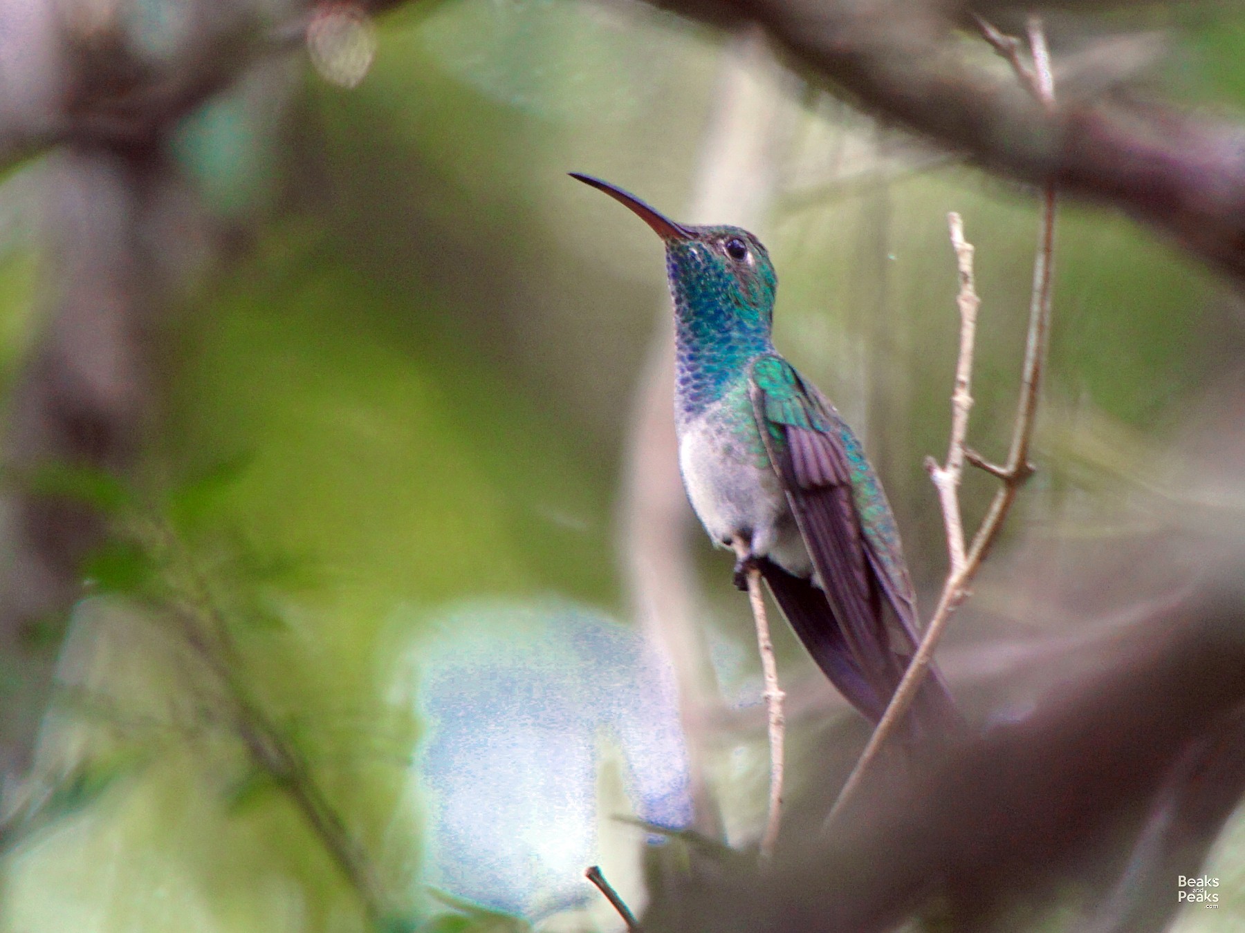 Honduran Emerald - William Orellana (Beaks and Peaks)