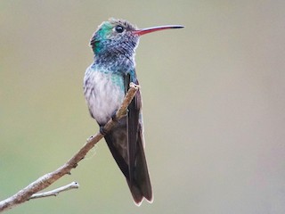 Male - William Orellana (Beaks and Peaks) - ML53580871