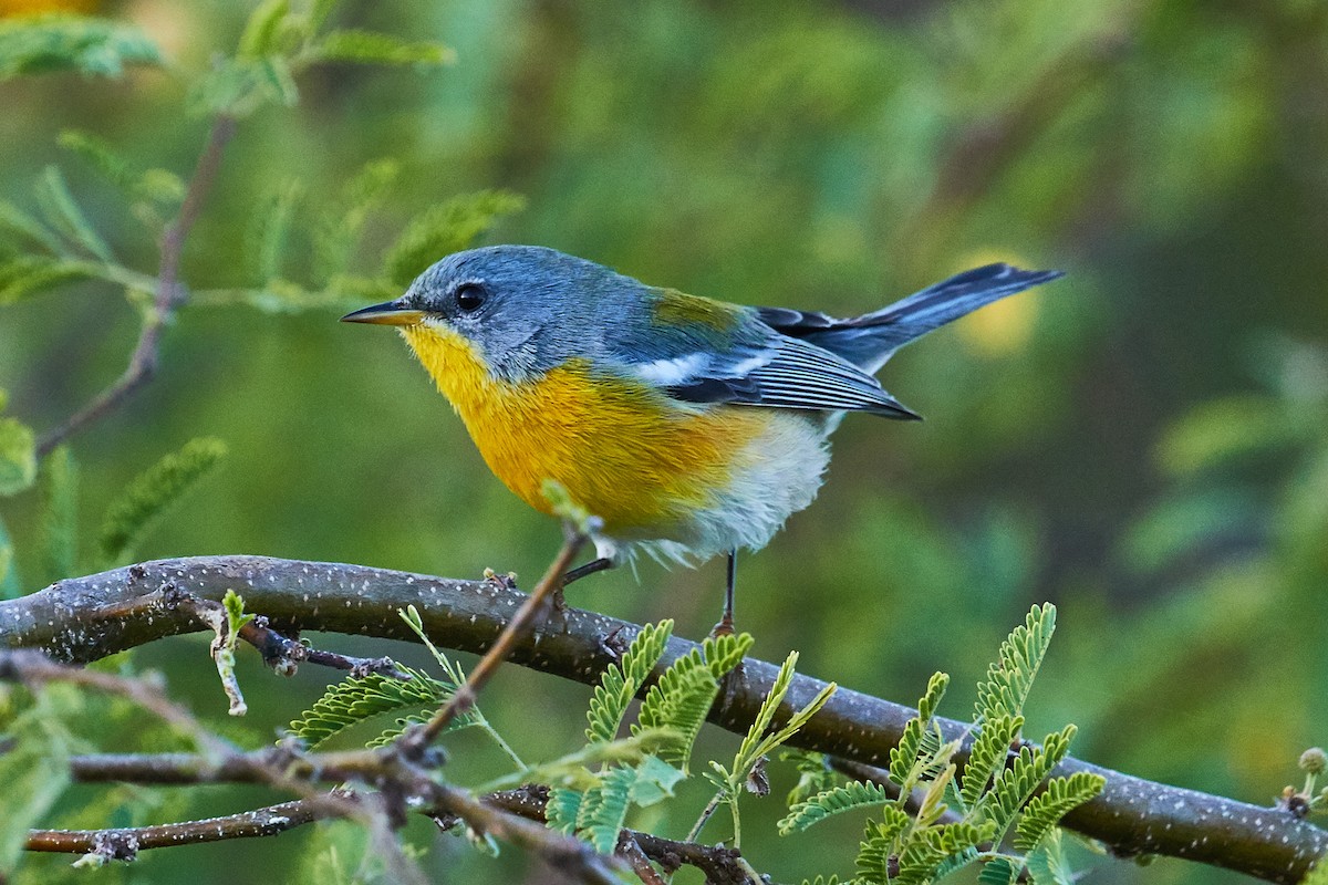Tropical Parula (Tres Marias Is.) - Mark Stackhouse