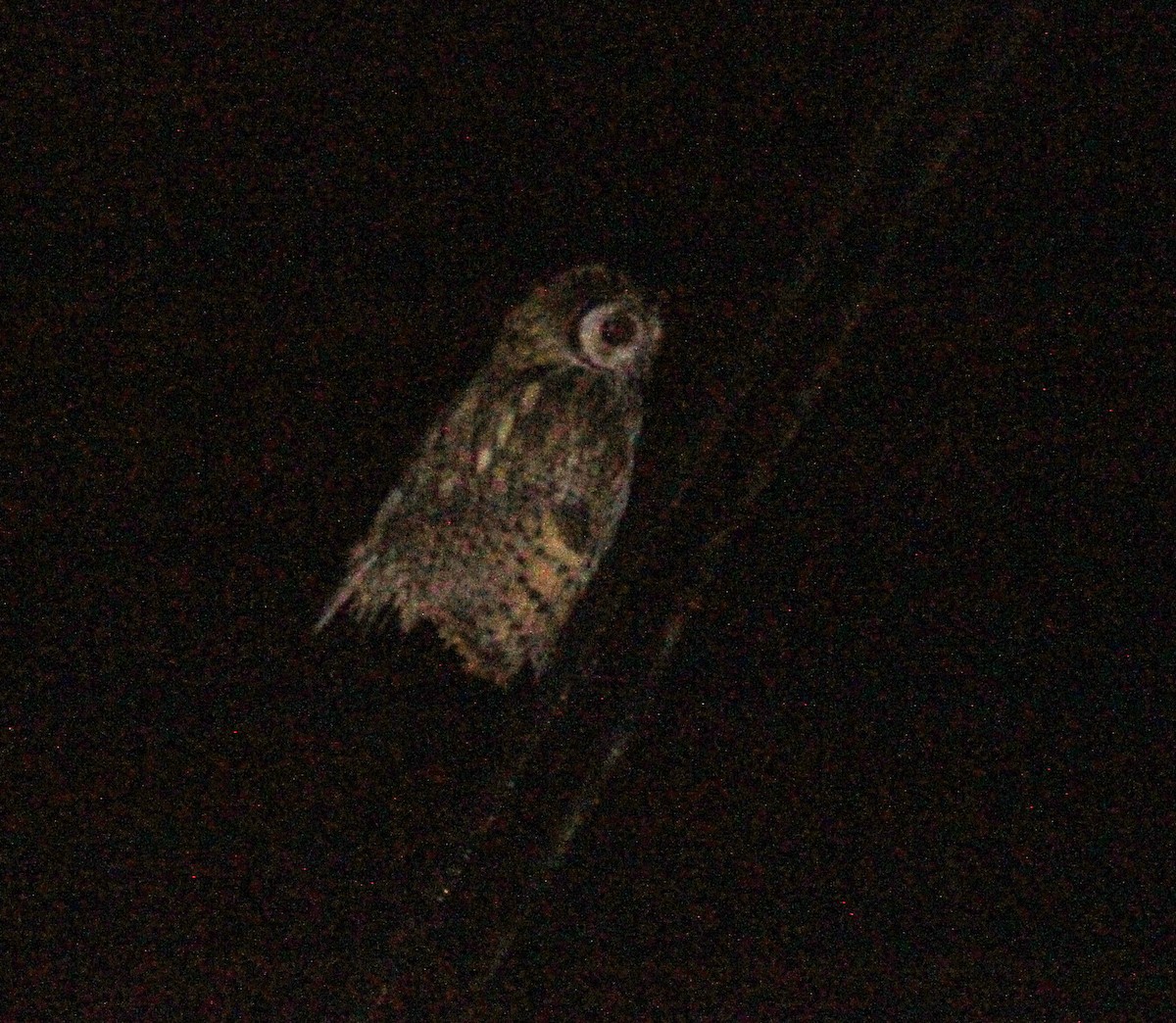 Striped Owl - ML535811061
