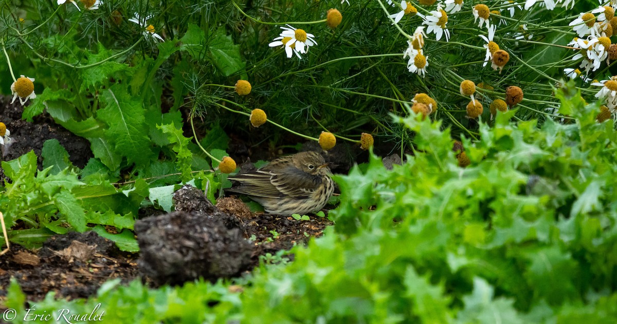 Meadow Pipit - ML535811311