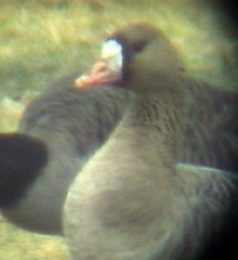 Greater White-fronted Goose, ML53581561
