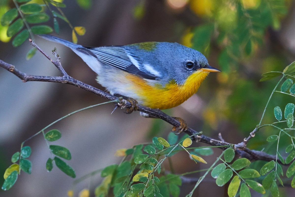 Tropical Parula (Tres Marias Is.) - Mark Stackhouse
